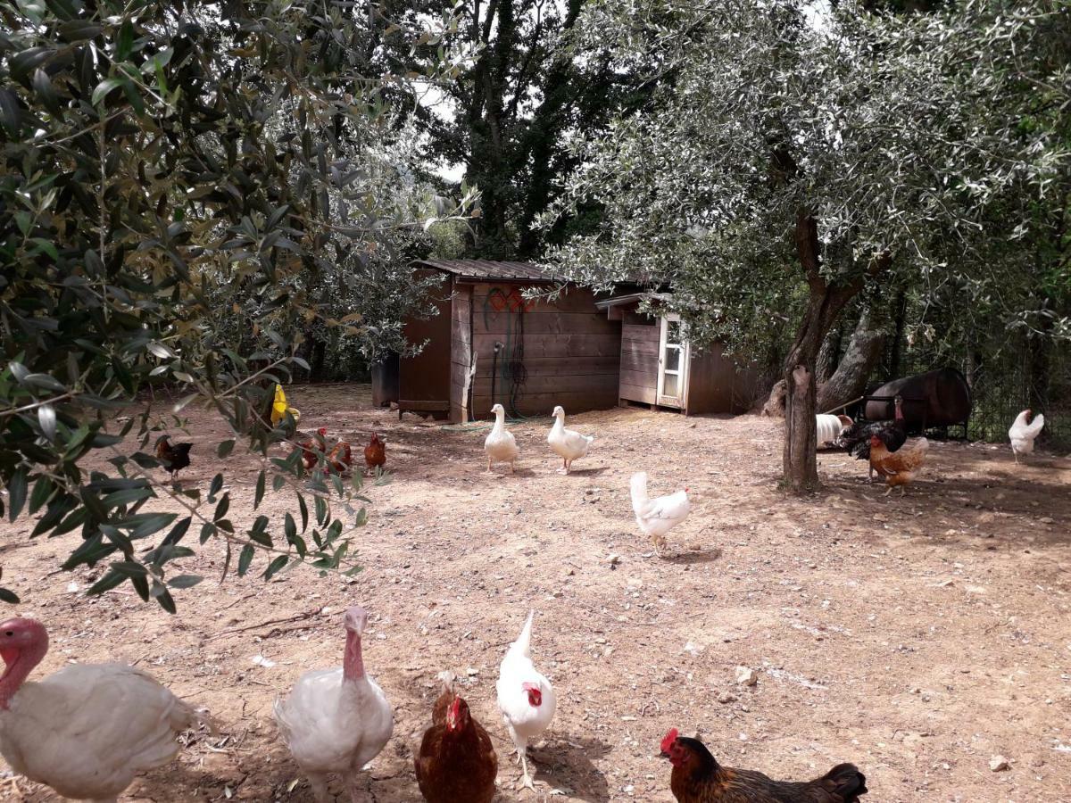 Alle Preci Country House Santa Restituta Luaran gambar